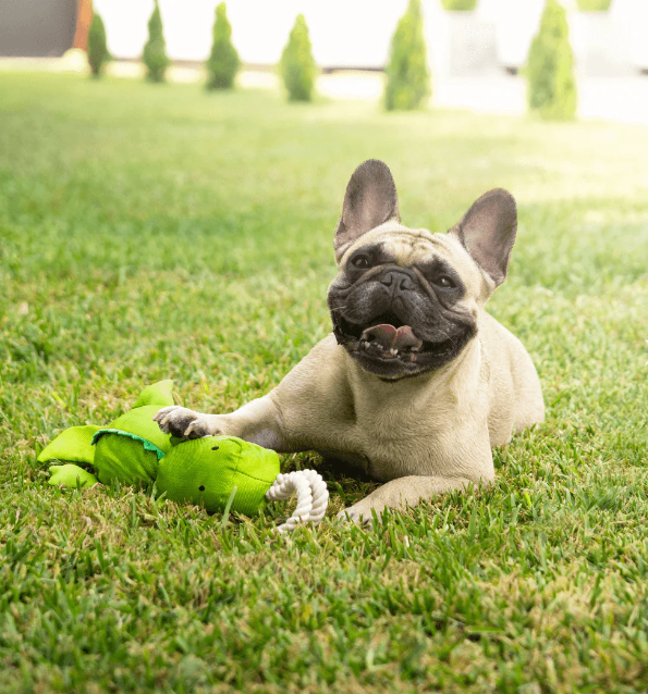 Sharky Rope Toy – Jucărie din frânghie pentru câini